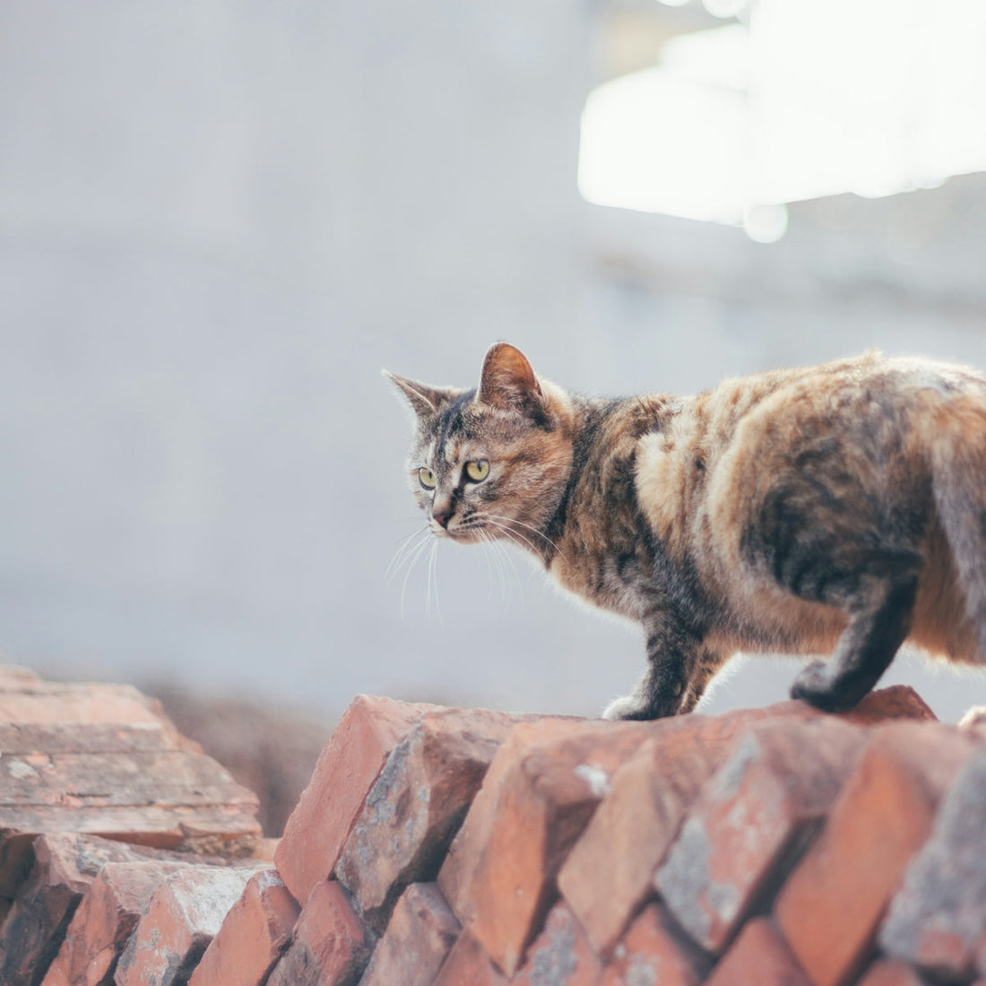A tabby cat walks on a brick wall.