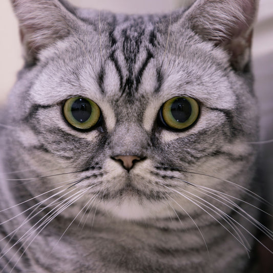 Close up of a silver tabby cat's face.