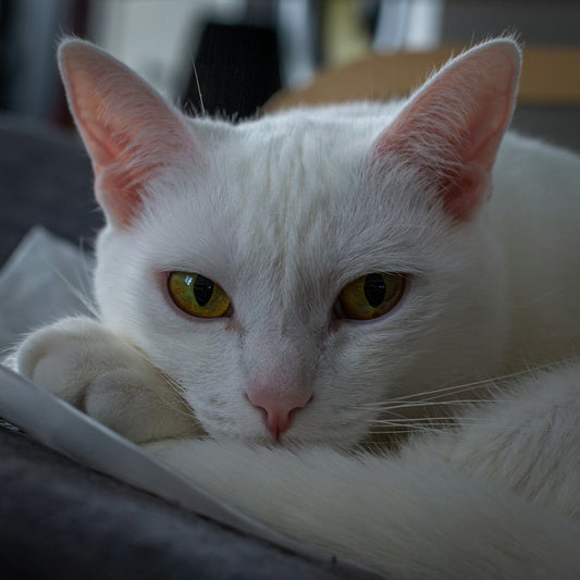 A white cat with yellow eyes rests its head.