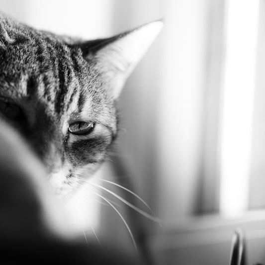 Close-up of a tabby cat's face in black and white.
