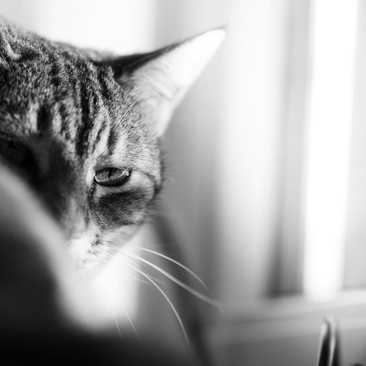 Close-up of a tabby cat's face in black and white.