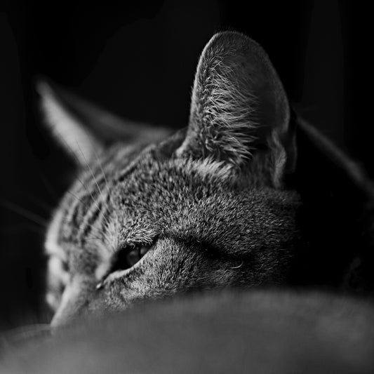Close-up of a cat's face in black and white