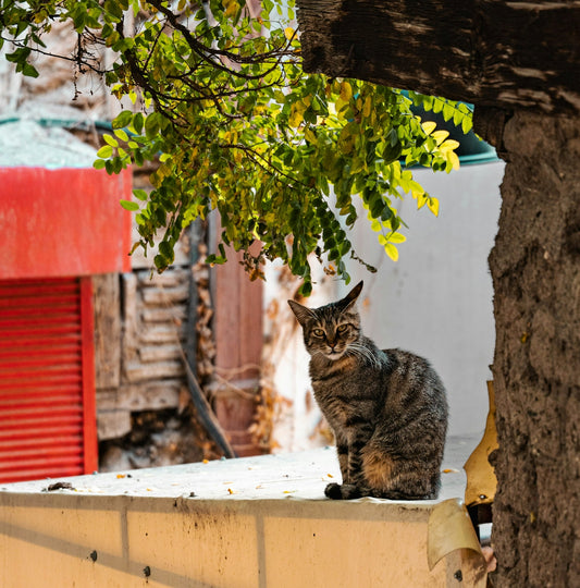 A tabby cat sits on a wall outdoors.