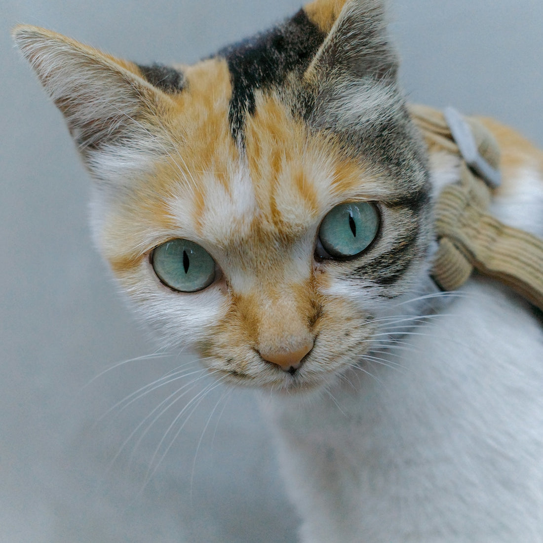 A calico cat with striking blue eyes looks forward