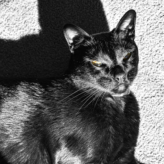Black cat with yellow eyes in sunlight