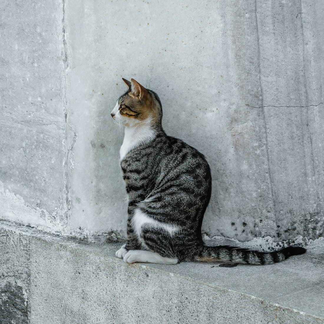 A tabby cat sits on a concrete ledge.