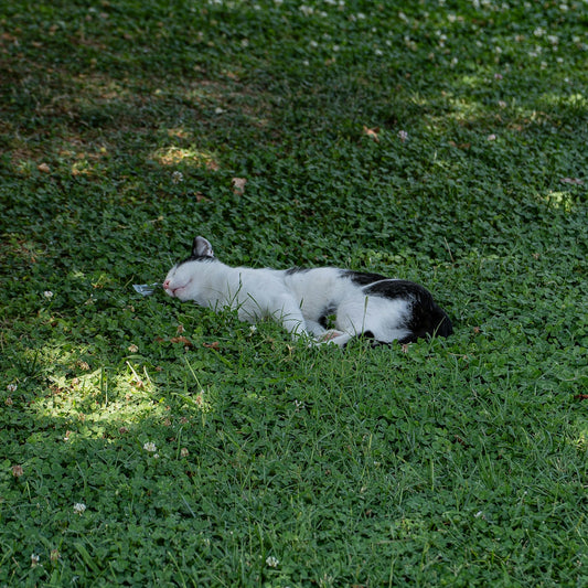 A black and white cat sleeping on green grass.