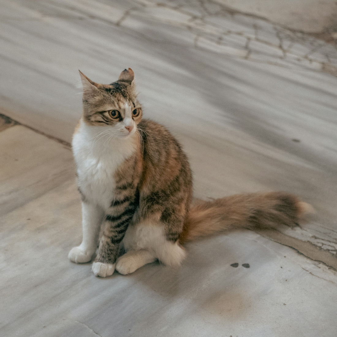 A calico cat sits on a marble floor.