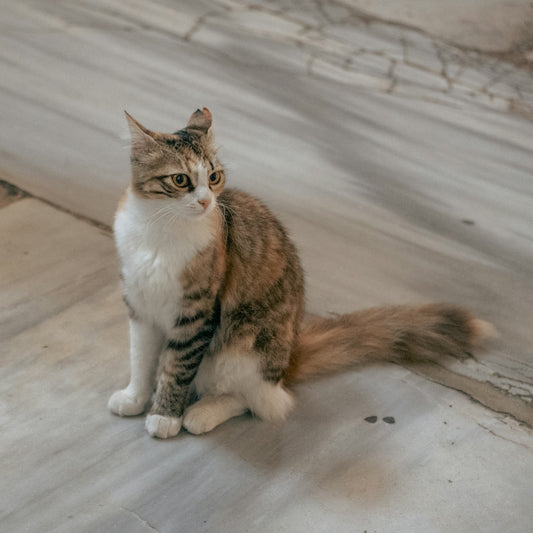 A calico cat sits on a marble floor.