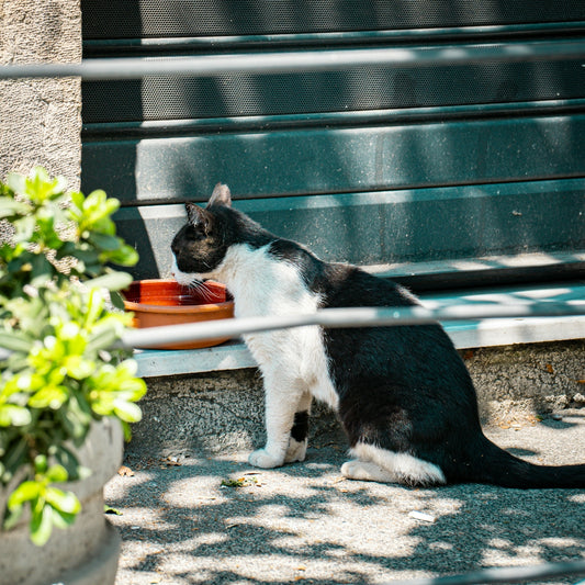 Black and white cat drinking from a bowl outdoors.