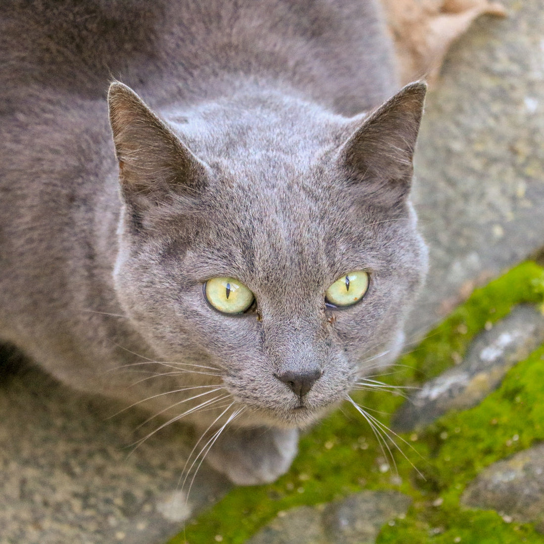 A grey cat with bright green eyes looks up.
