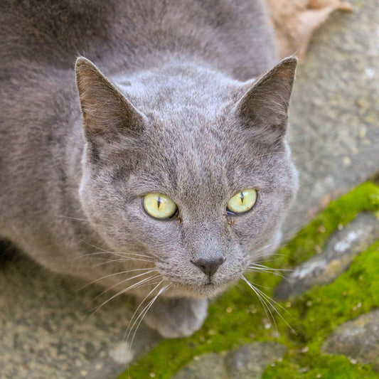 A grey cat with bright green eyes looks up.
