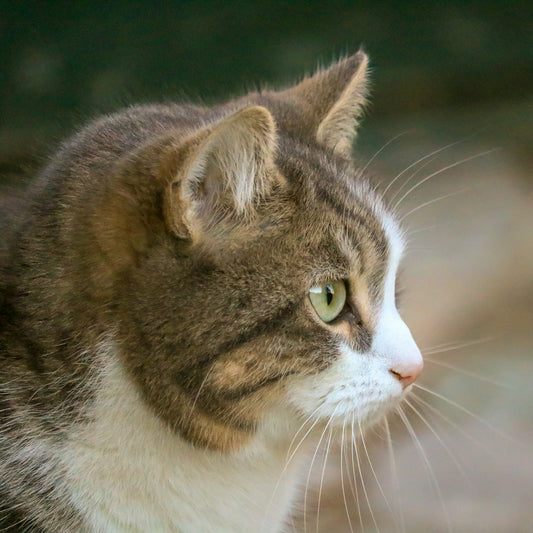 A tabby cat with green eyes looks to the side.