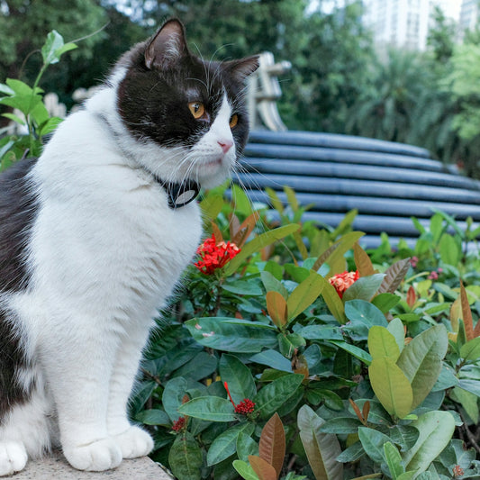 A black and white cat sits near green plants