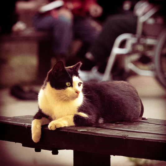 A black and white cat rests on a wooden bench