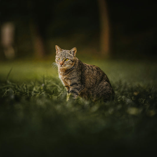 A tabby cat sits in lush green grass.