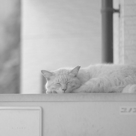 White cat sleeping soundly on a narrow ledge.
