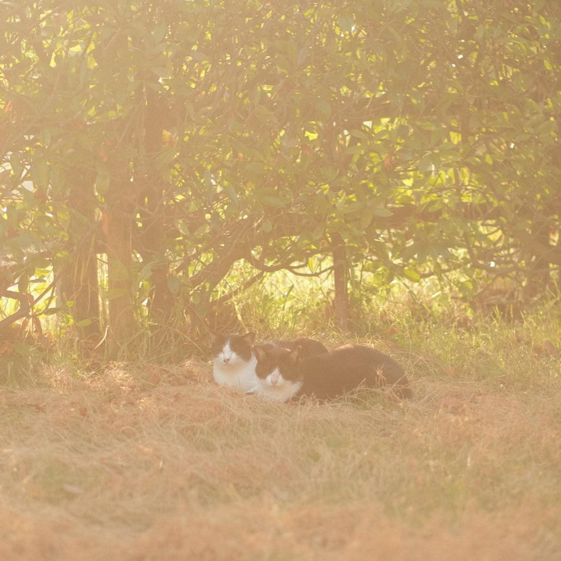 Two cats resting in sunny grass under a tree