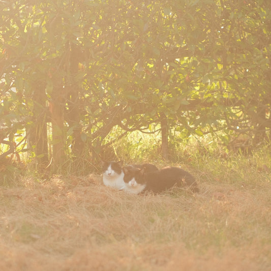 Two cats resting in sunny grass under a tree
