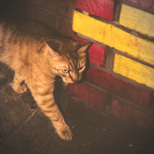 An orange tabby cat walks past a colorful brick wall.