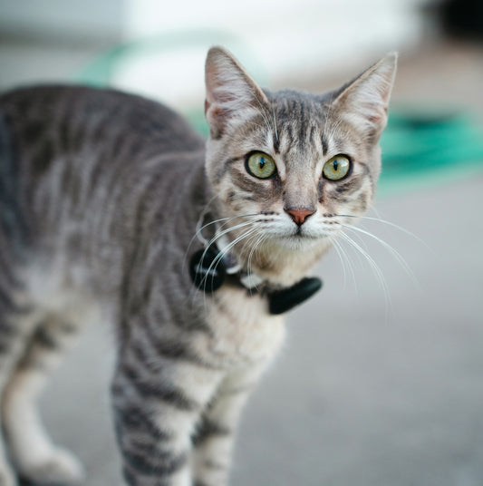 Grey tabby cat with green eyes wearing a black collar.