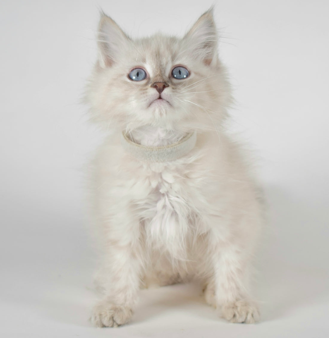 A fluffy white kitten with blue eyes looks up