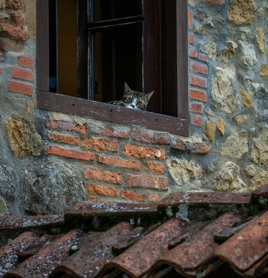 A tabby cat looking out from an open window in a stone wall