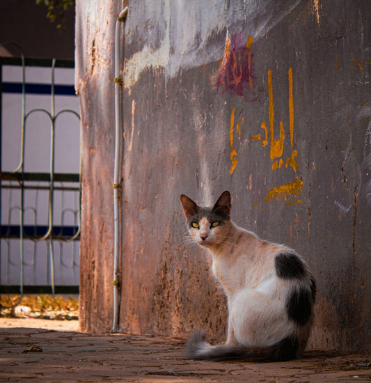 A calico cat sitting on a paved surface beside a weathered wall