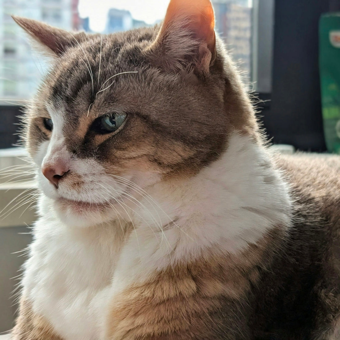 A brown and white tabby cat looking away in bright natural light