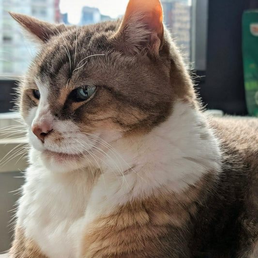 A brown and white tabby cat looking away in bright natural light