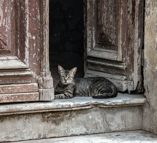 A tabby cat resting on a marble threshold in a weathered wooden doorway