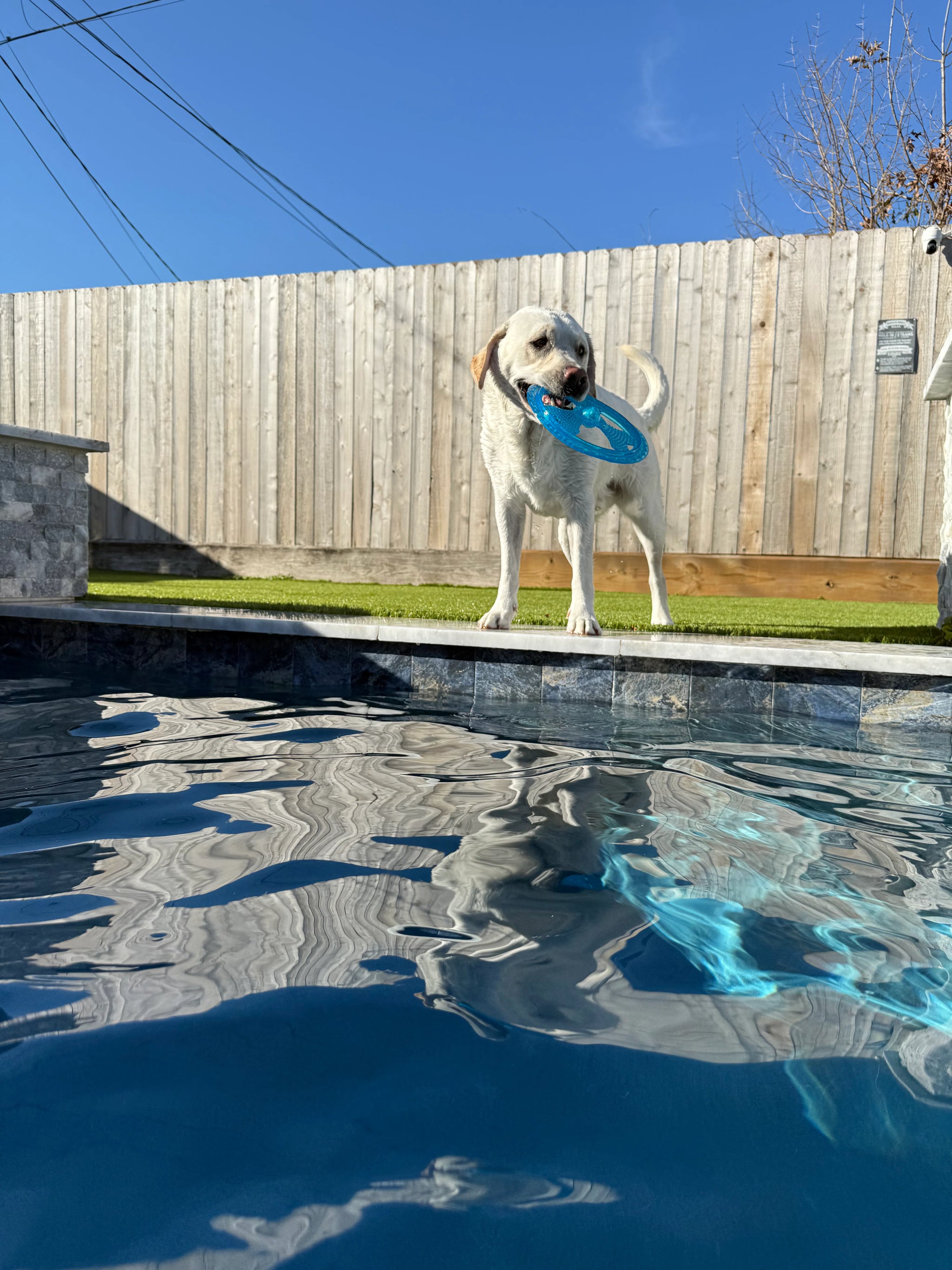 Rudy's Favorite Toy-Pet Flying Disc Dog Toy