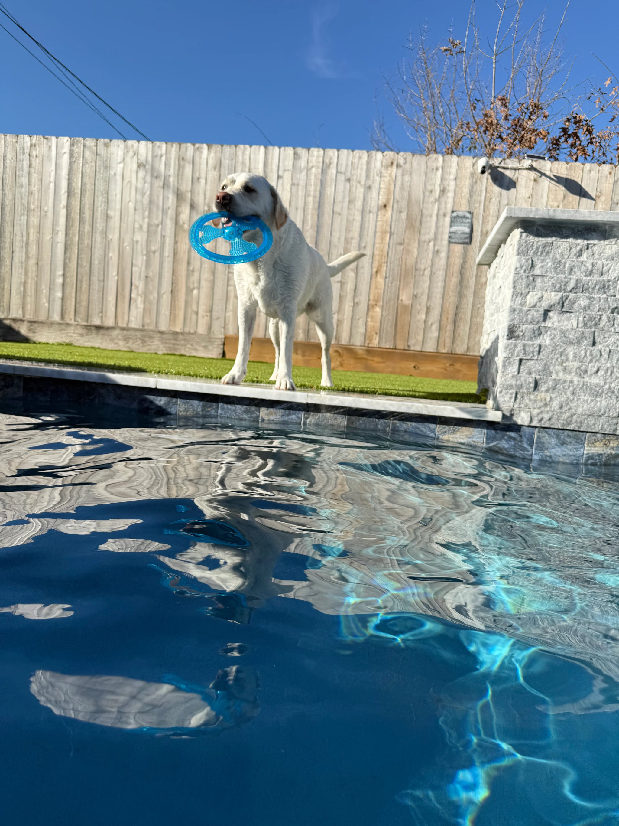 Rudy's Favorite Toy-Pet Flying Disc Dog Toy