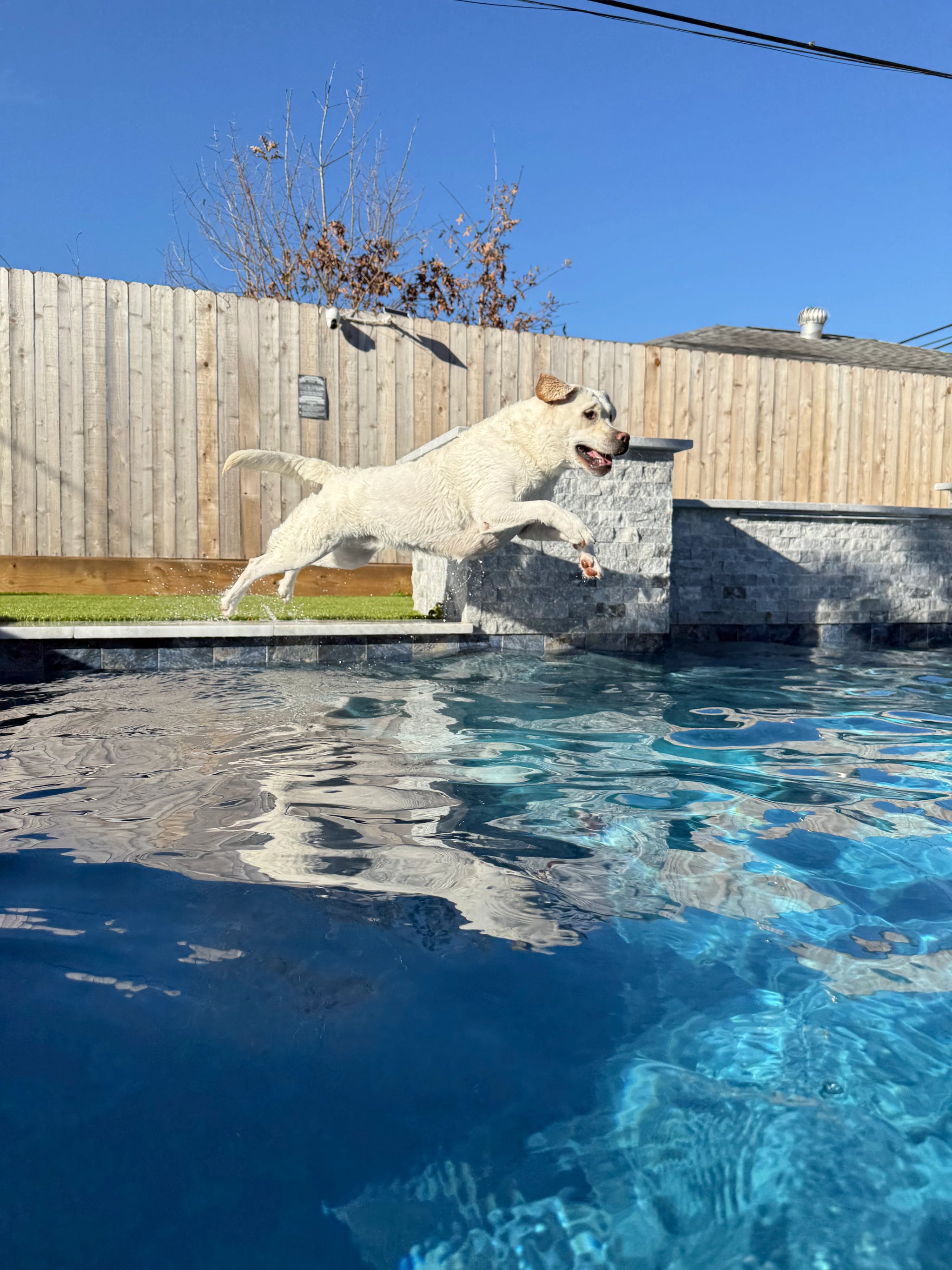 Rudy's Favorite Toy-Pet Flying Disc Dog Toy