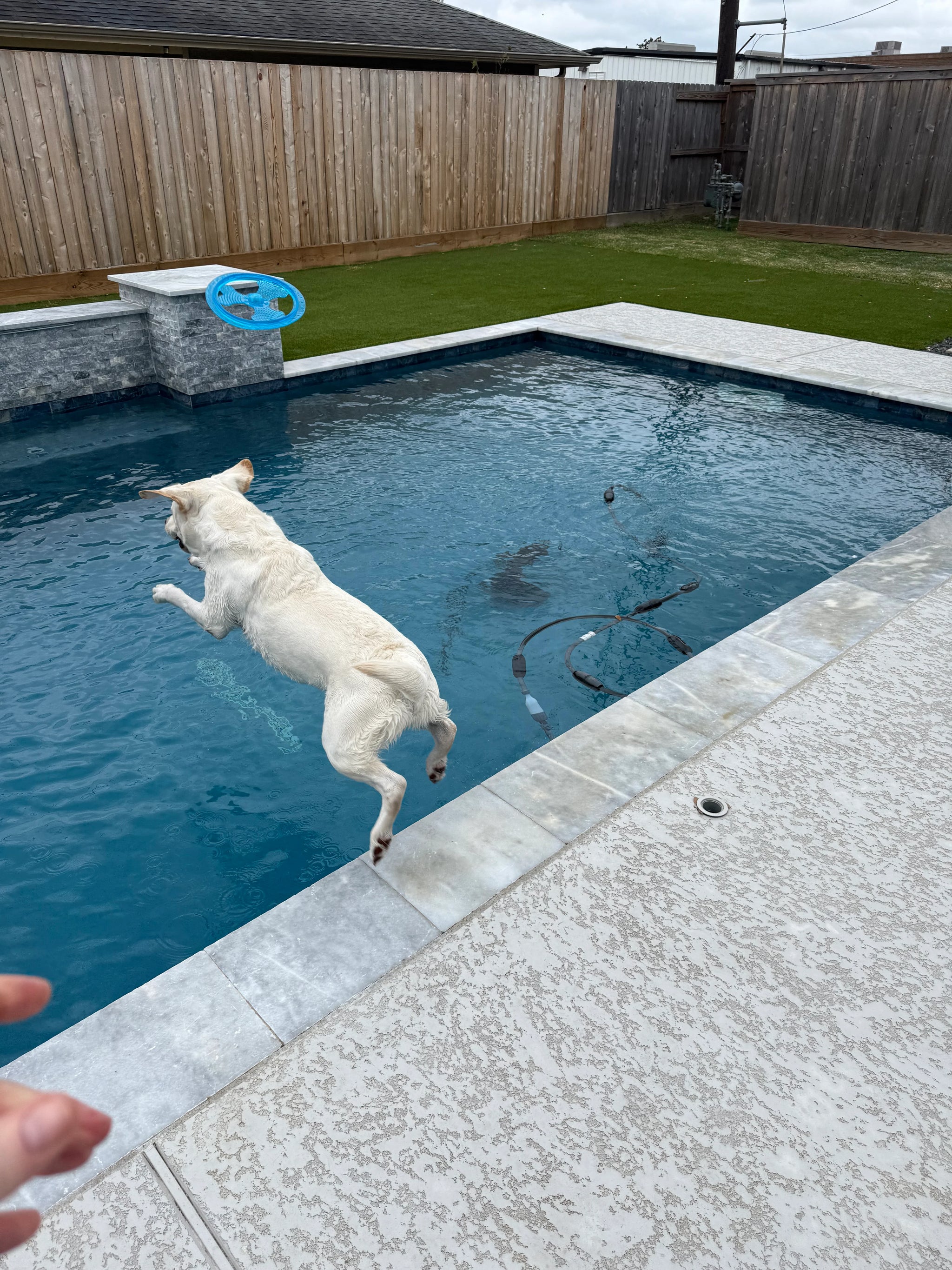 Rudy's Favorite Toy-Pet Flying Disc Dog Toy