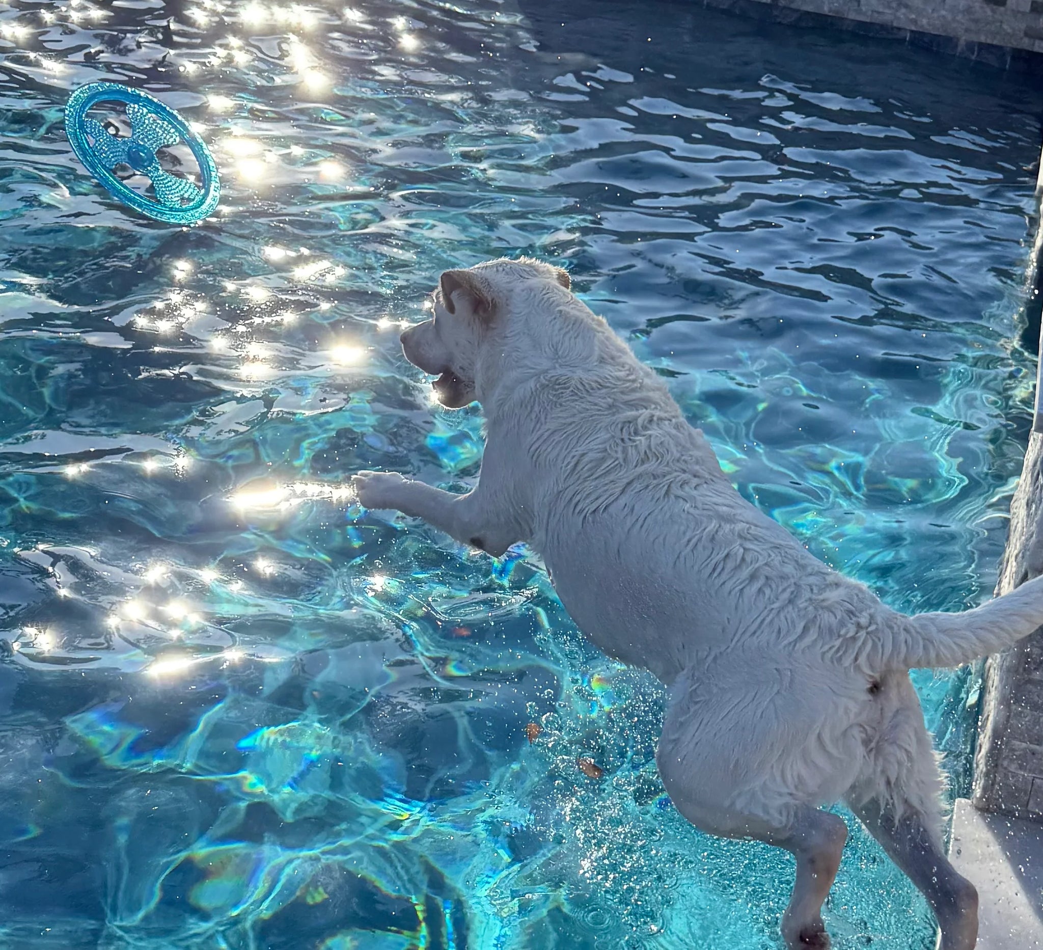 Rudy's Favorite Toy-Pet Flying Disc Dog Toy