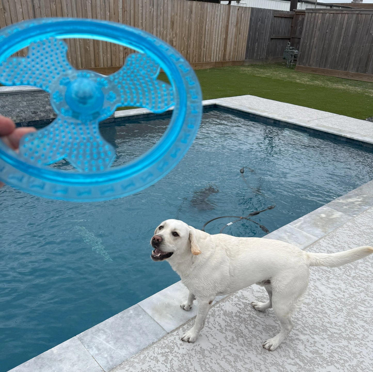 Rudy's Favorite Toy-Pet Flying Disc Dog Toy
