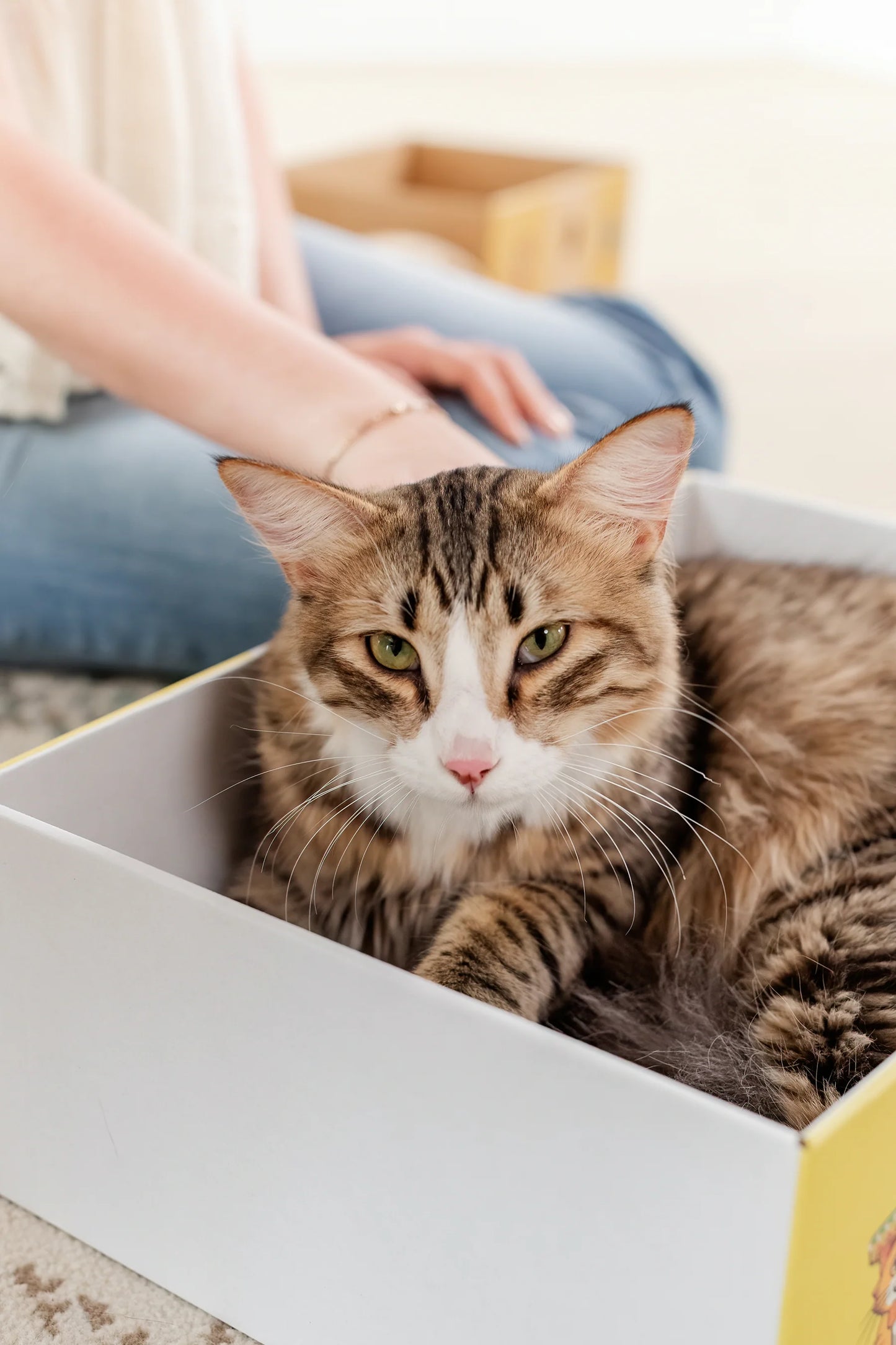 Timmy The Cat's Snarky Pets Large Cat Scratch Box