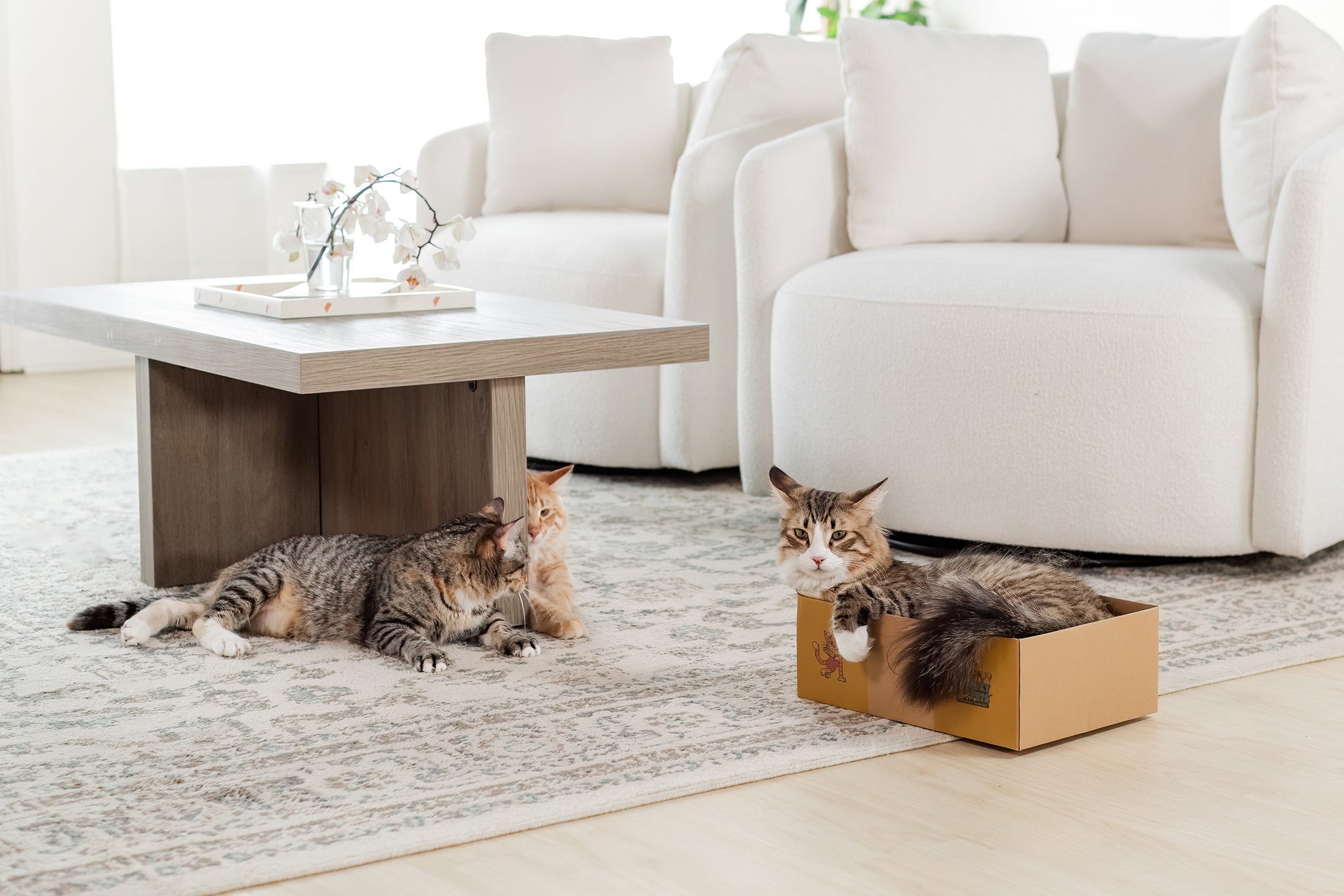 Sexy Liza's Cat Scratch Box