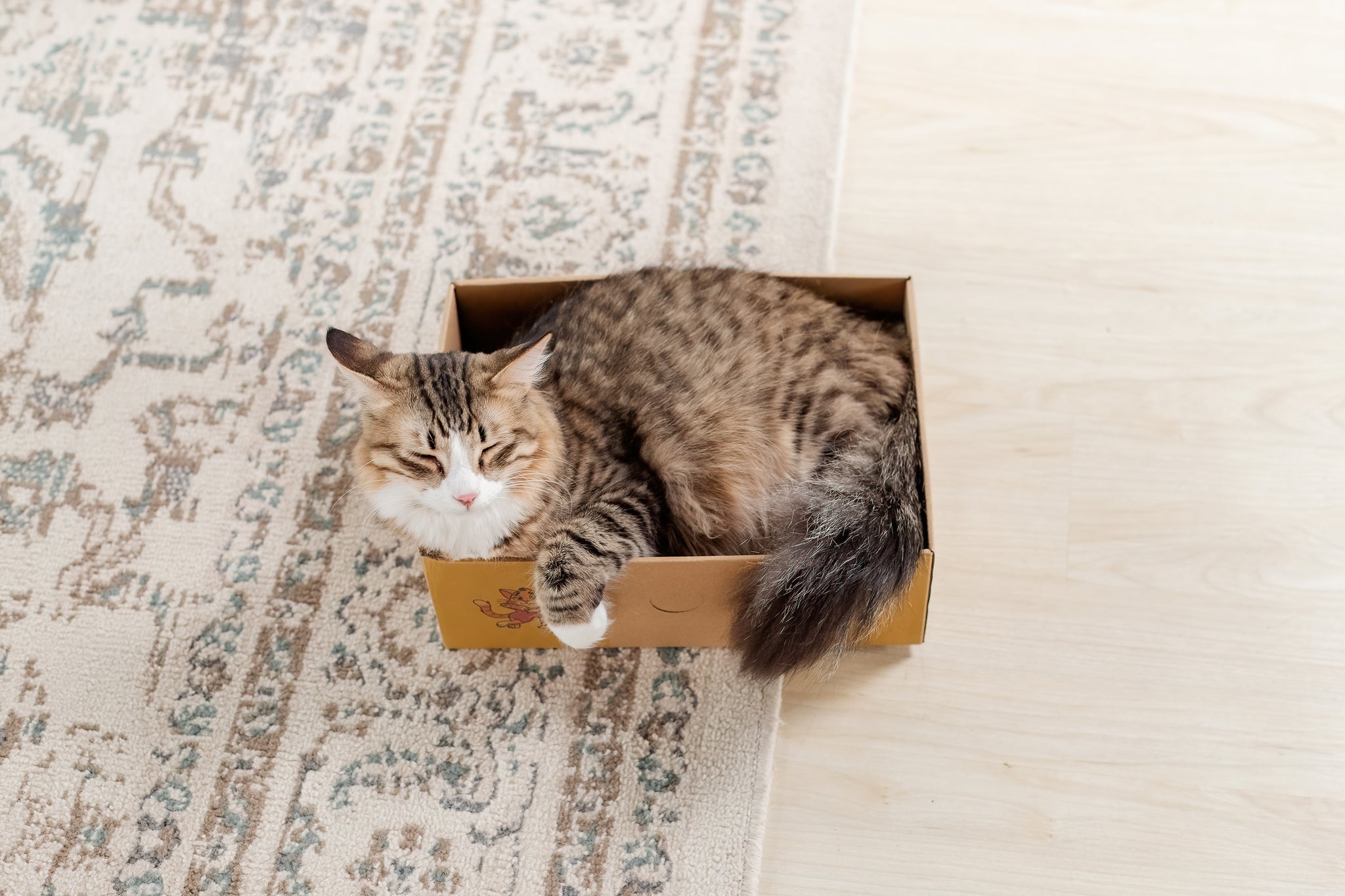 Sexy Liza's Cat Scratch Box