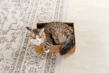 Sexy Liza's Cat Scratch Box