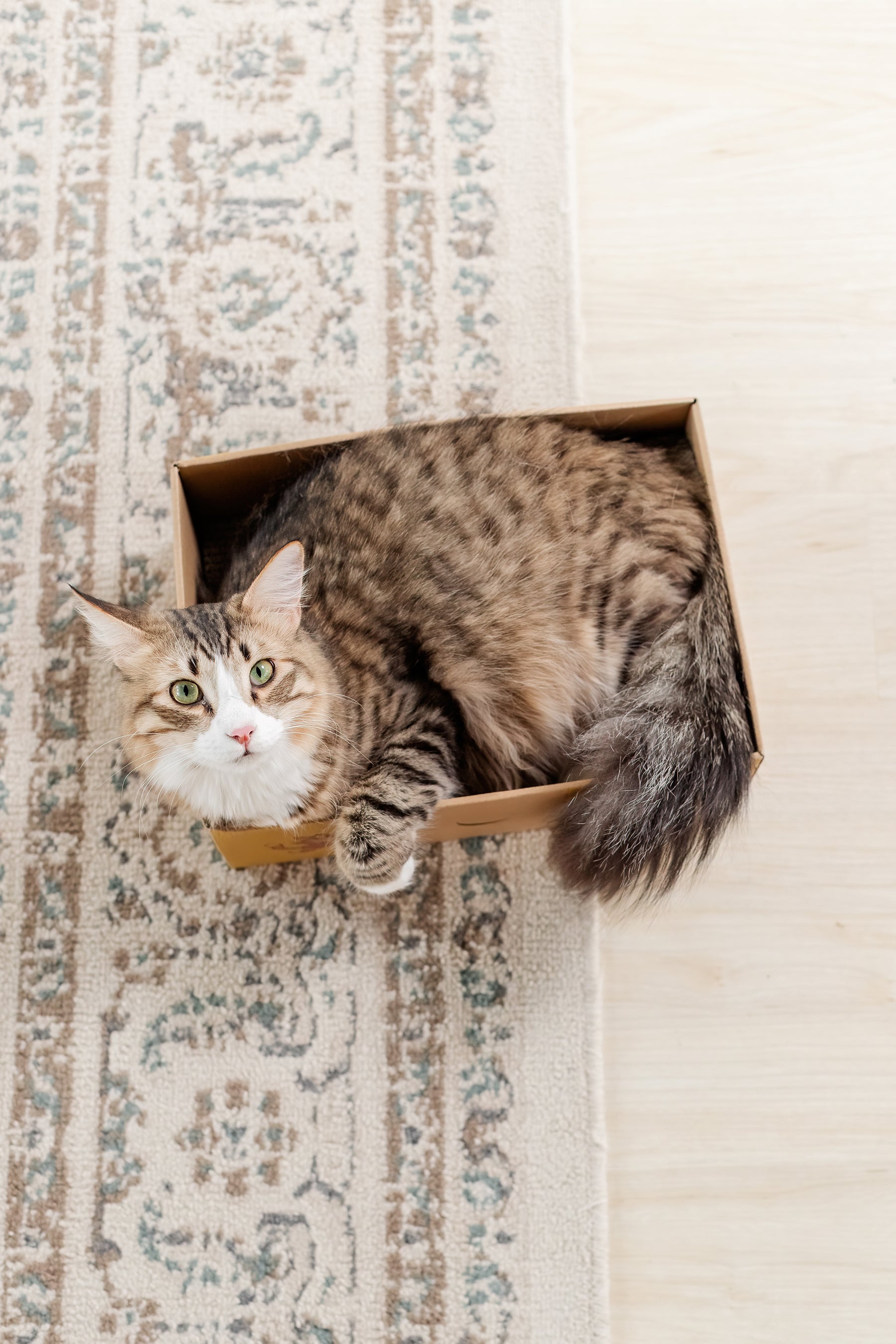 Sexy Liza's Cat Scratch Box